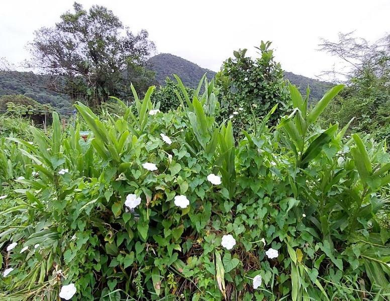 Praia Chale Ubatuba Ngoại thất bức ảnh